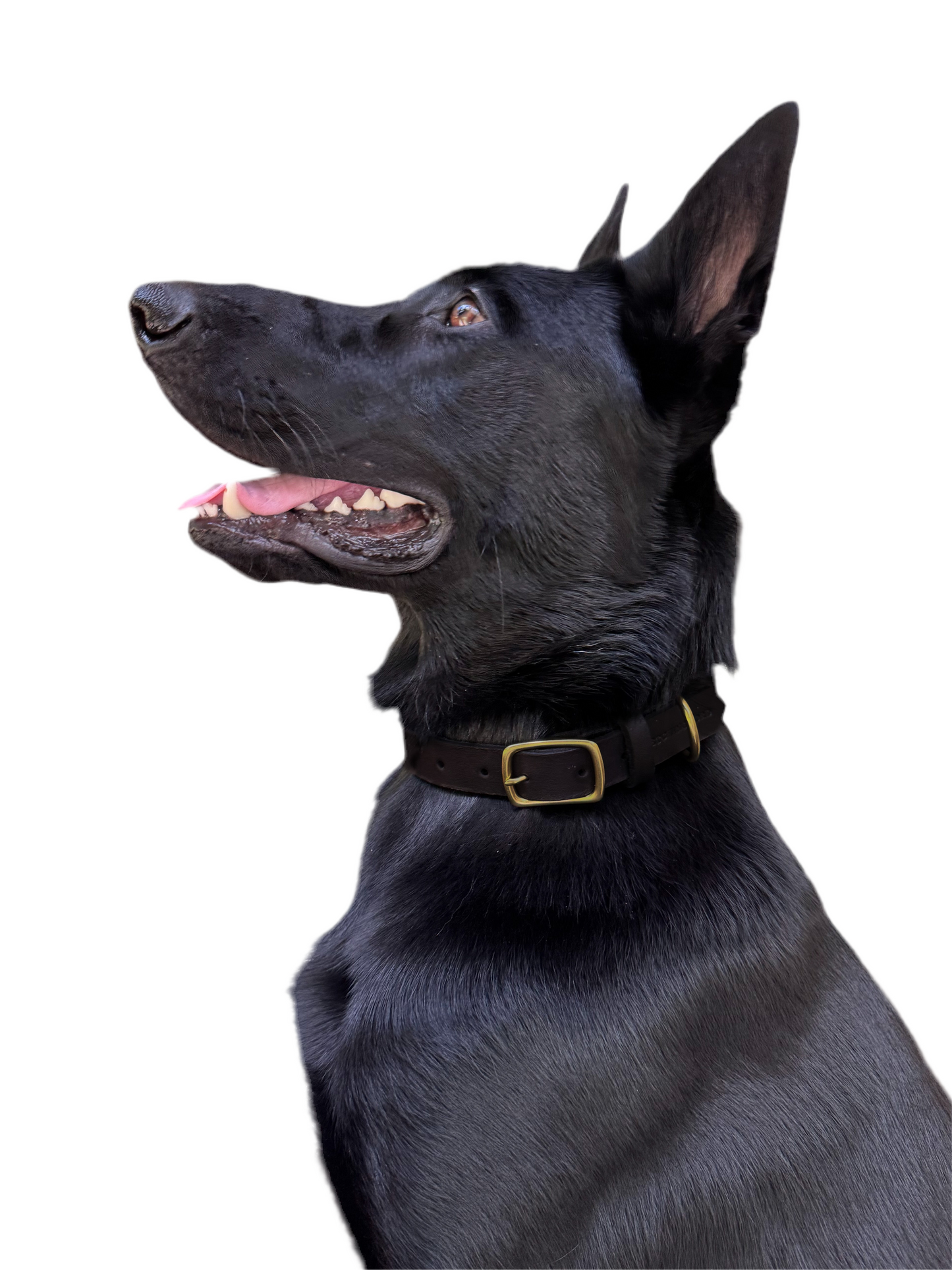 Classic Leather Dog Collar - Black