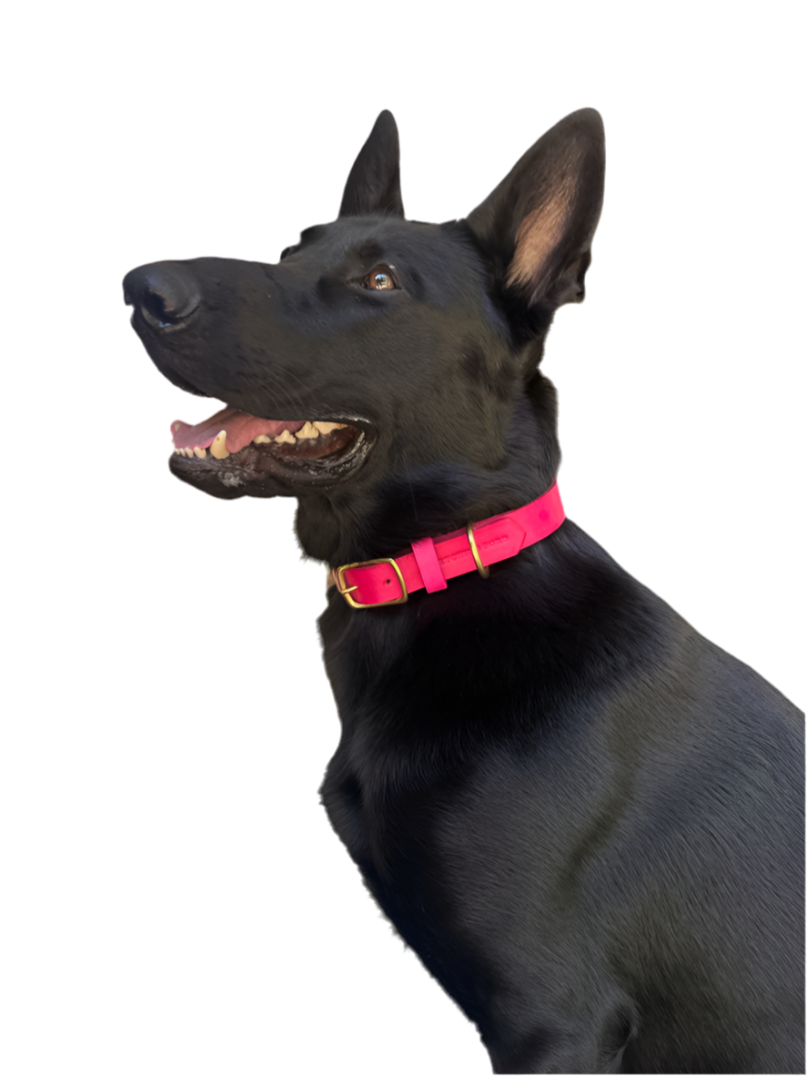 Classic Leather Dog Collar - Hot Pink