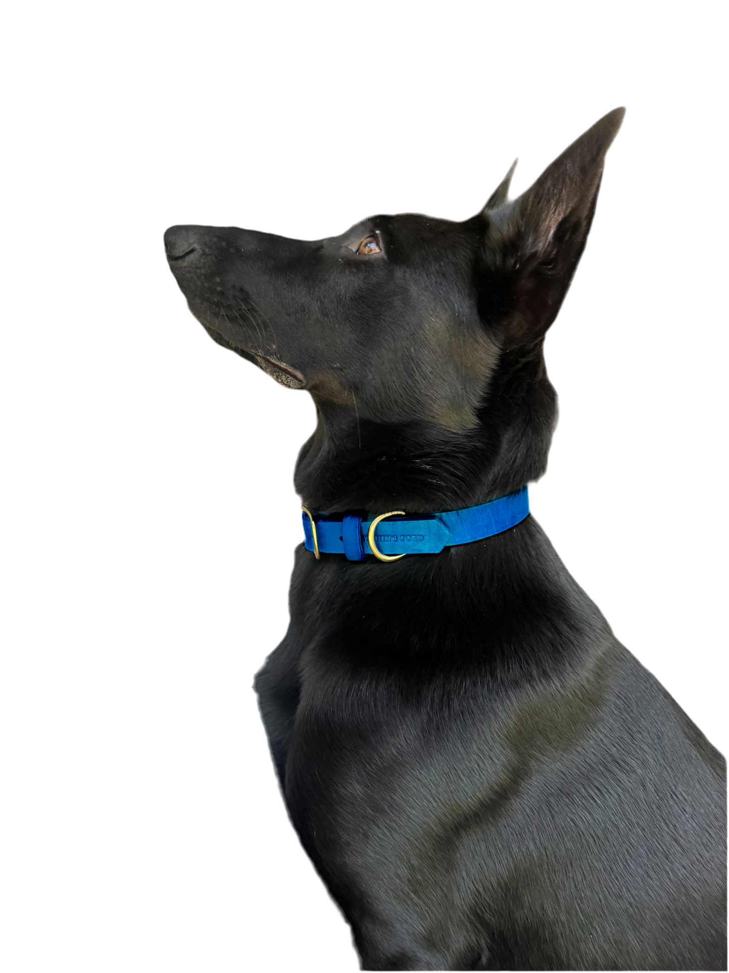 Classic Leather Dog Collar - Royal Blue
