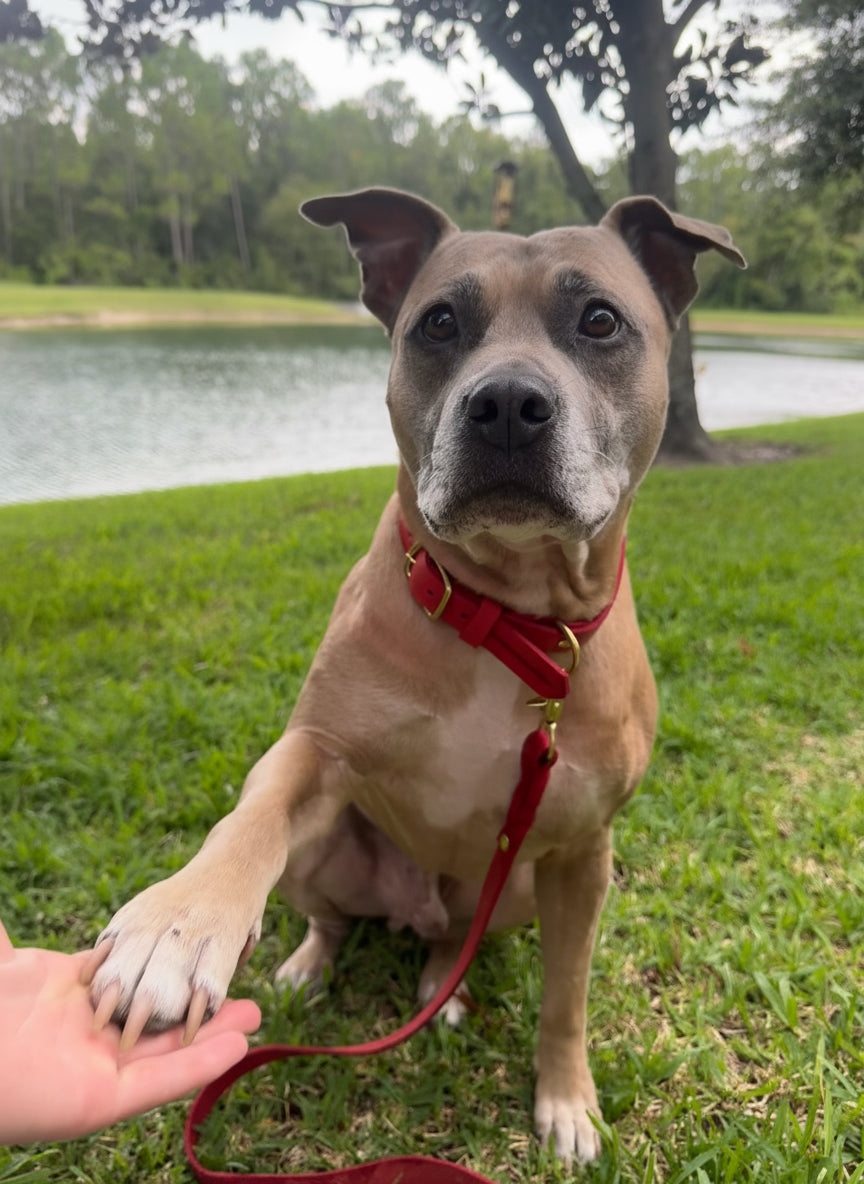 Classic Leather Dog Collar - Red