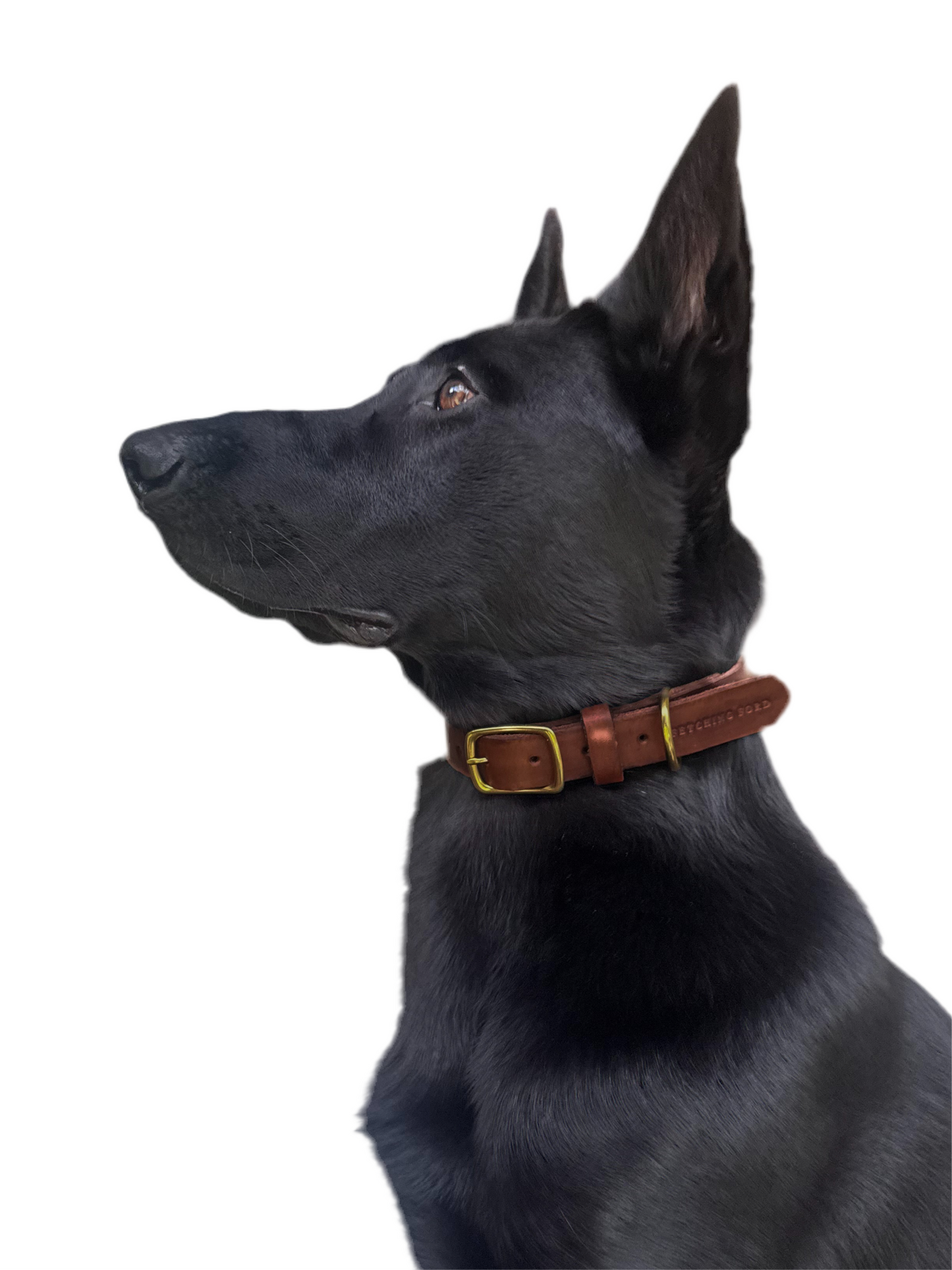 Classic Leather Dog Collar -  Brown