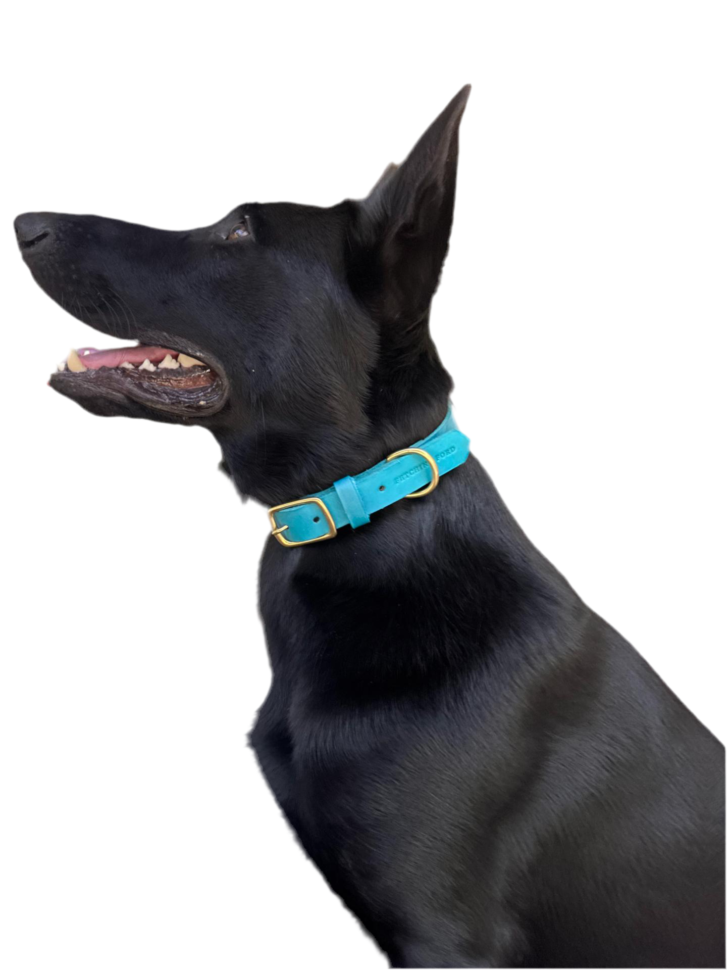 Classic Leather Dog Collar - Turquoise