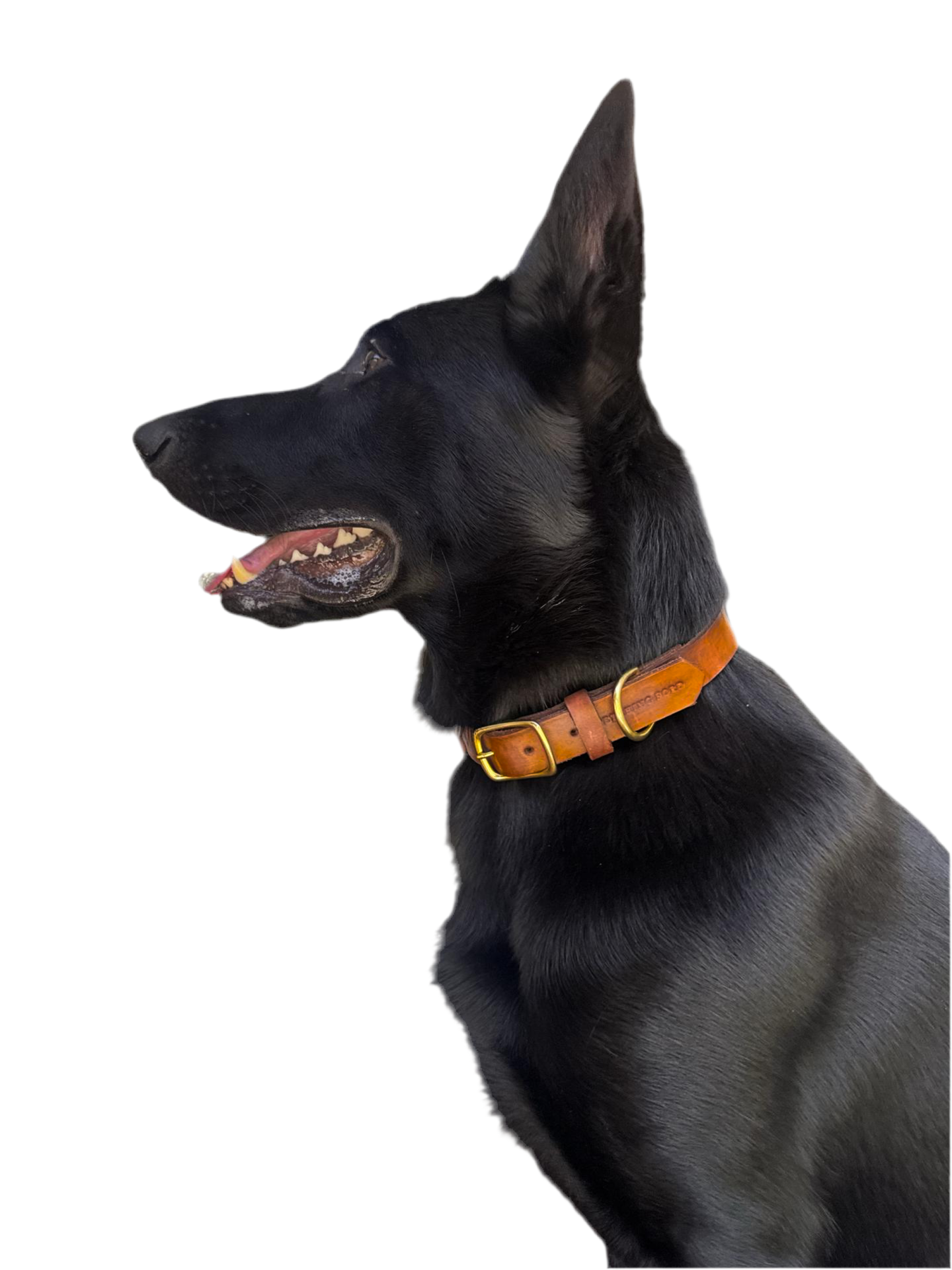 Classic Leather Dog Collar - Cognac