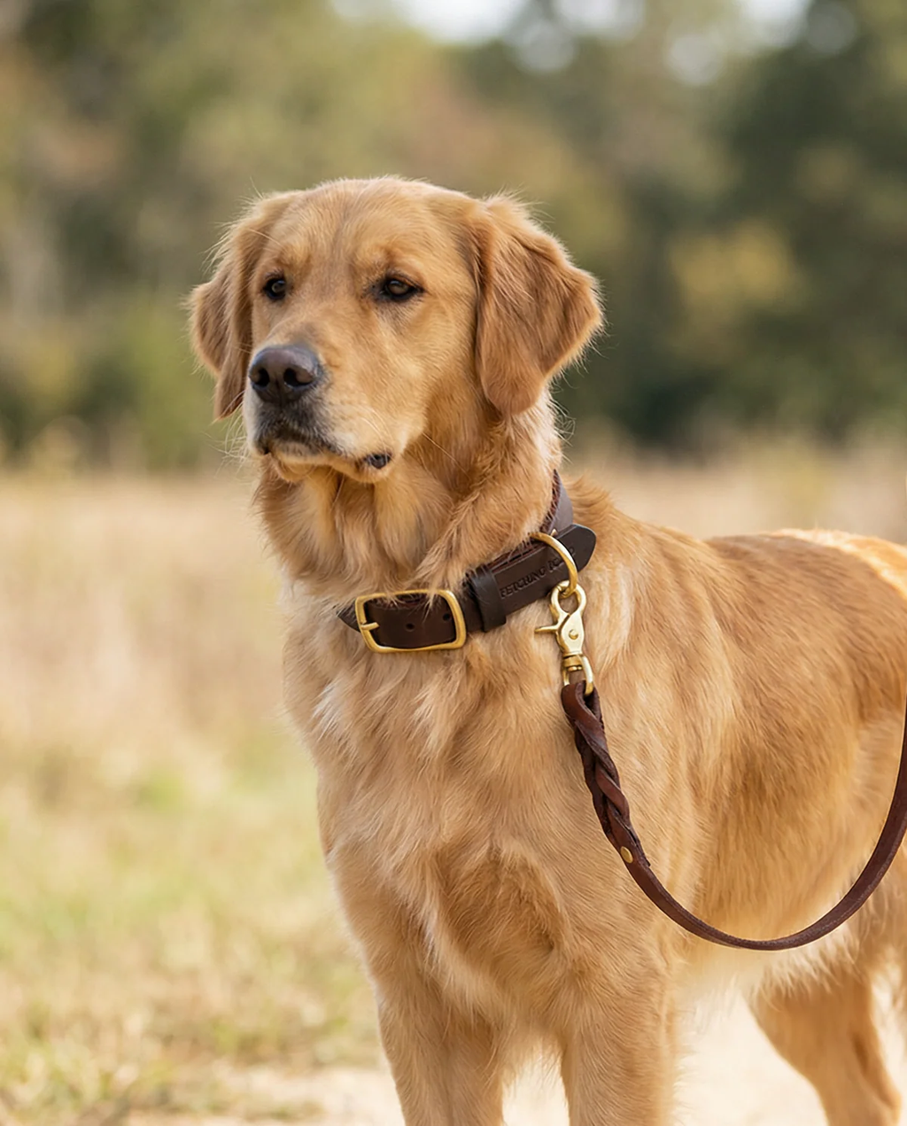 Classic Leather Dog Collar -  Brown
