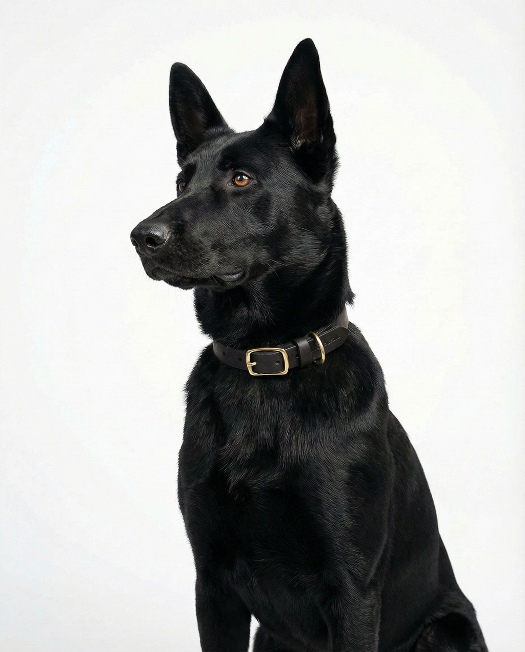 Classic Leather Dog Collar - Black