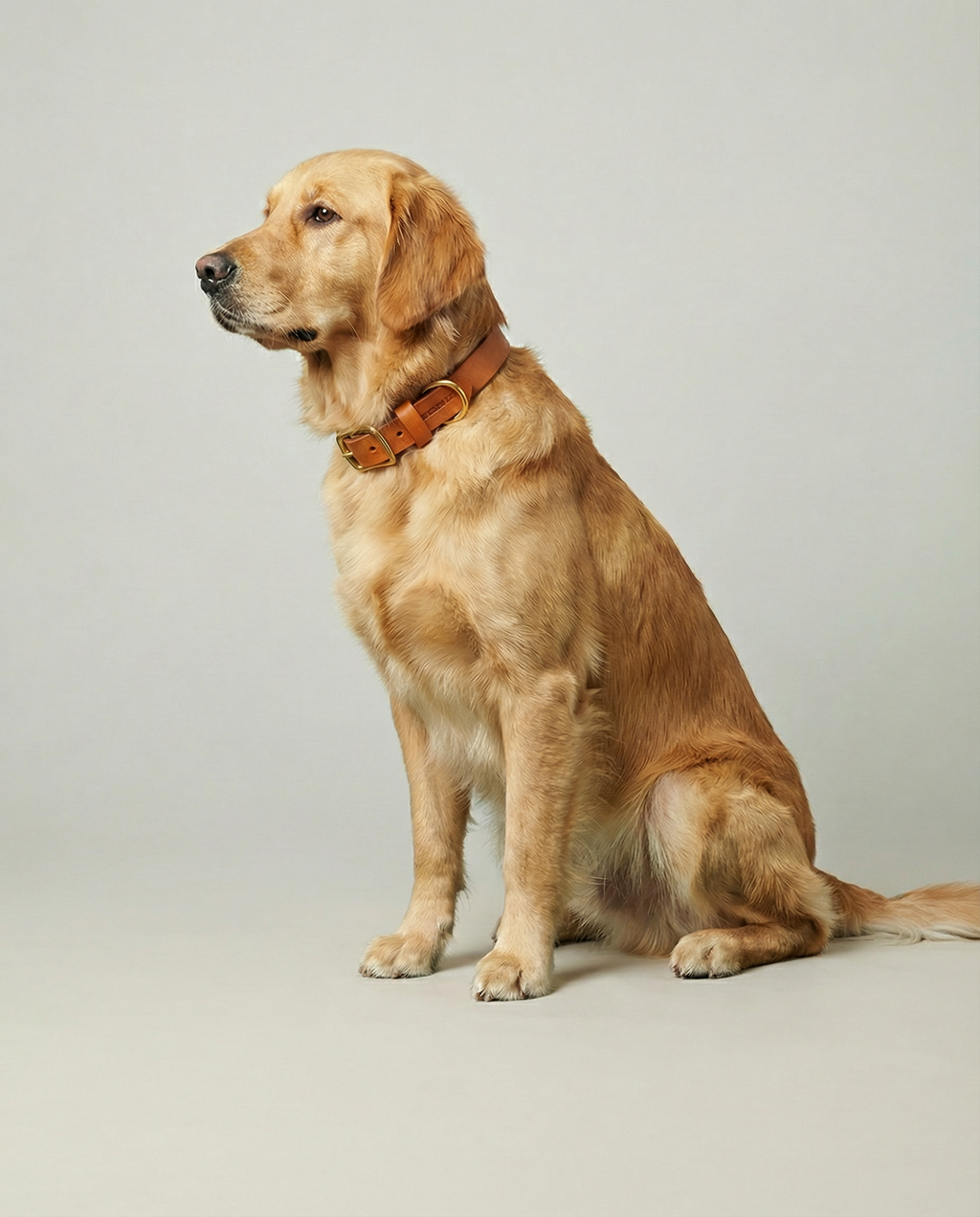 Classic Leather Dog Collar - Cognac