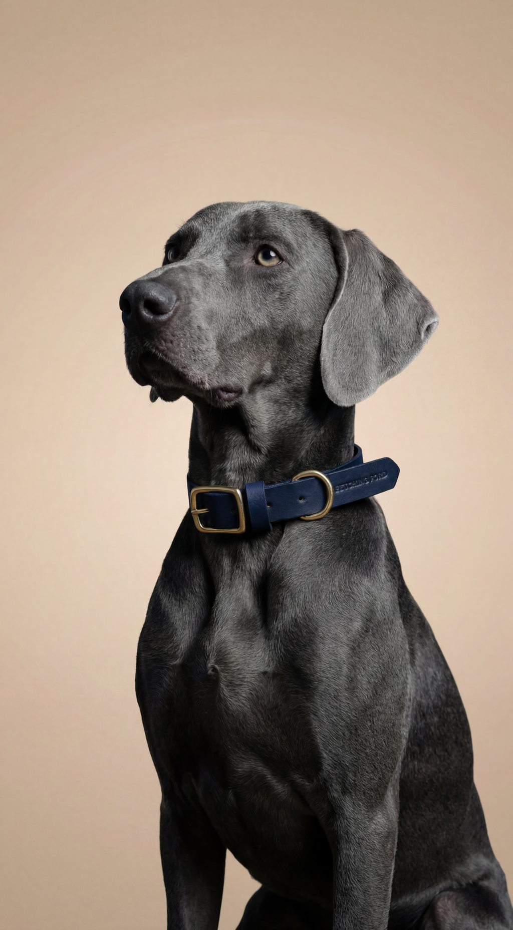 Classic Leather Dog Collar - Navy Blue