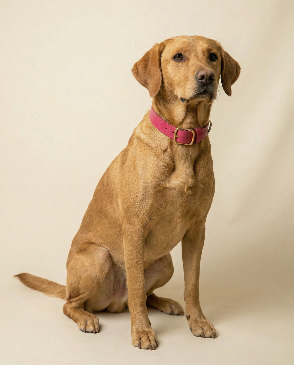 Classic Leather Dog Collar - Hot Pink