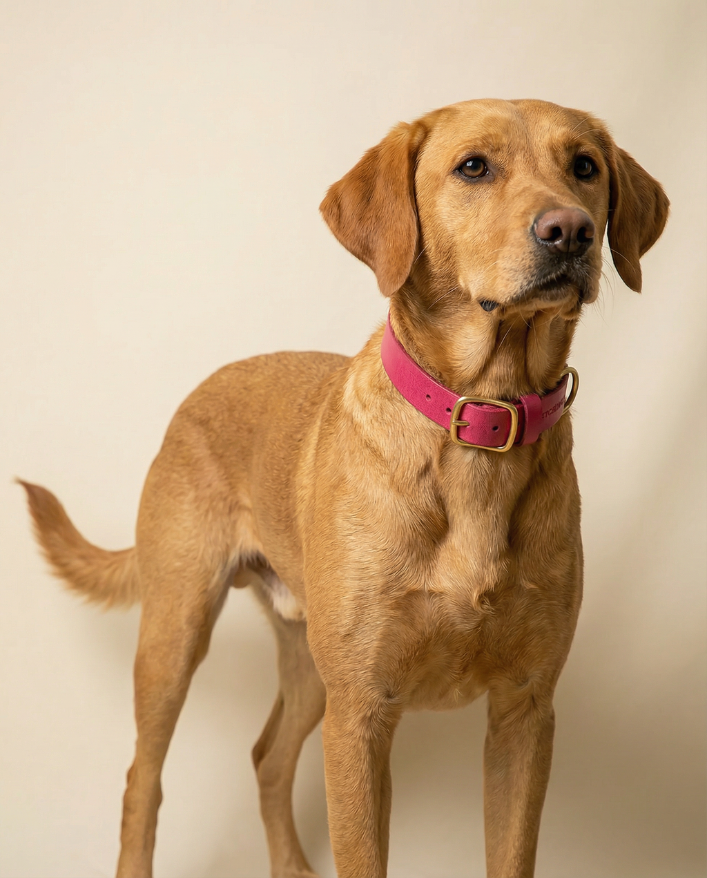 Classic Leather Dog Collar - Hot Pink