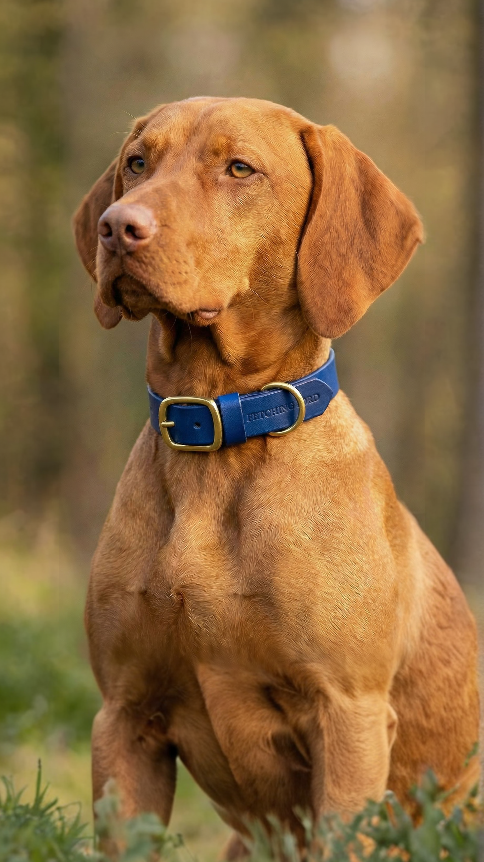 Classic Leather Dog Collar - Royal Blue