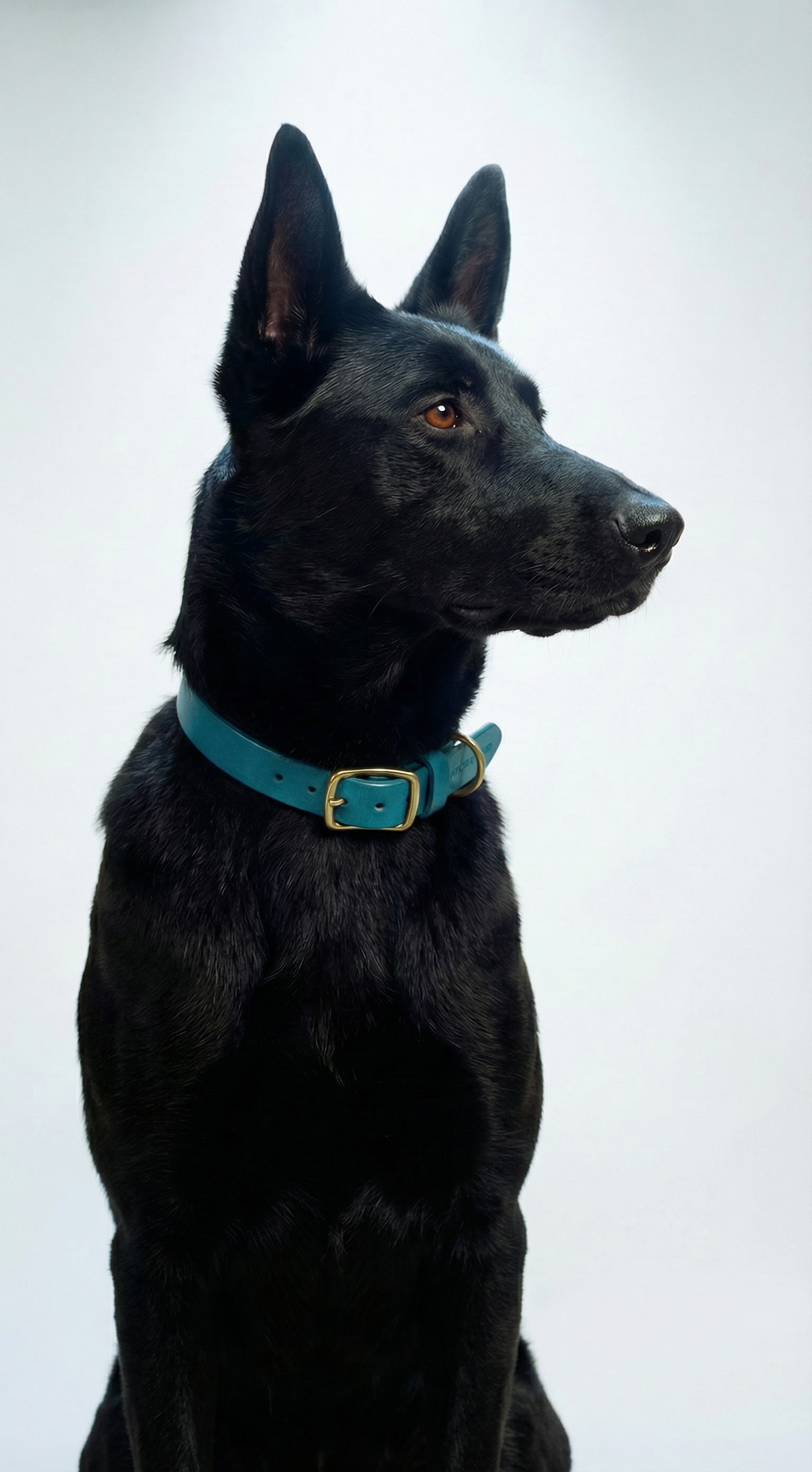 Classic Leather Dog Collar - Turquoise
